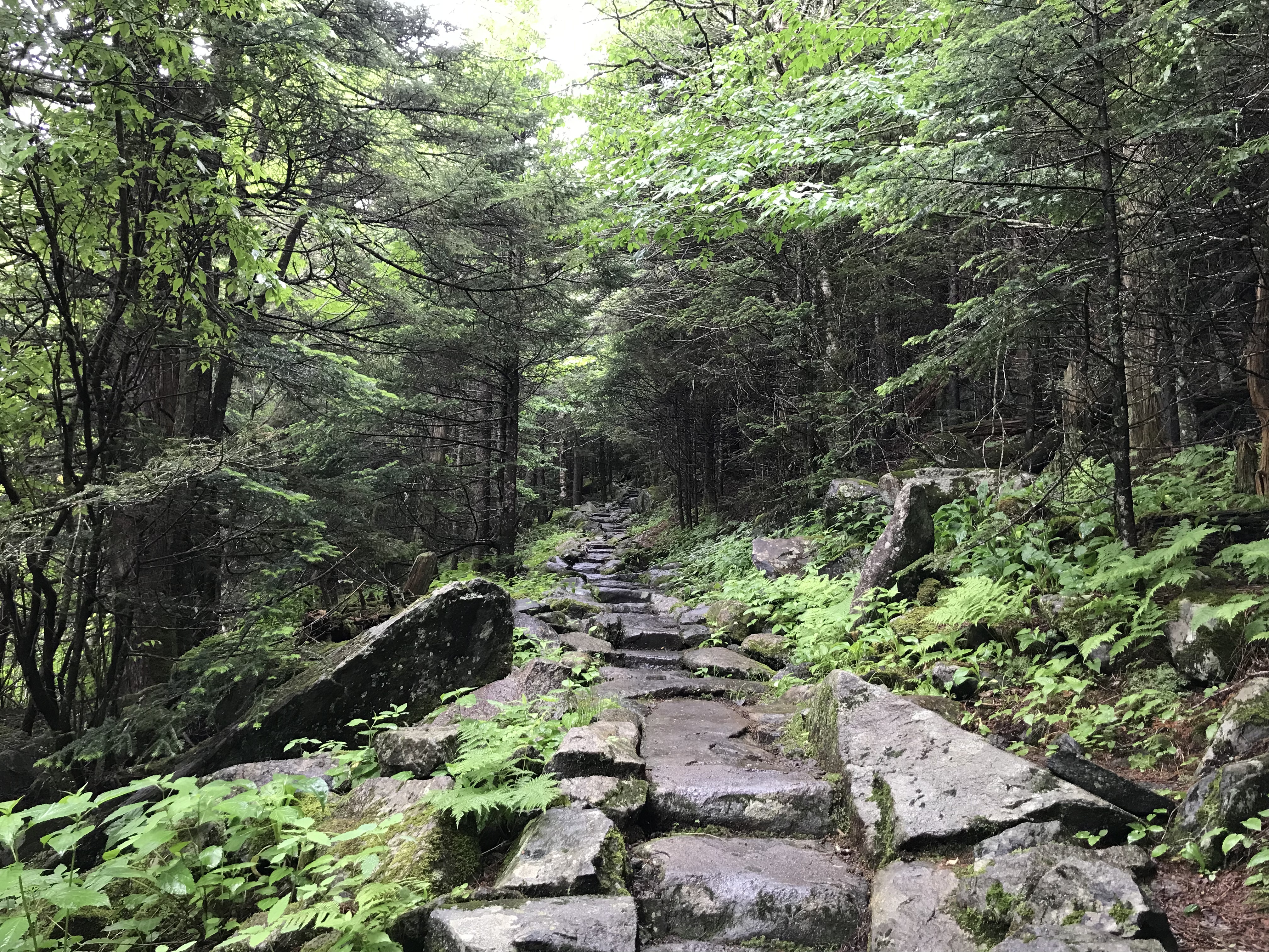 Picture of a forest in the Great Smokies National Park. The center of the picture shows a path made with large stones. The stones are slightly shiny due to a recent drizzle. Trees are on both sides of this path. The path represents the journey into healing and growth that we all take sooner or later in life. It is a metaphor that implies gathering allies (like trees and plants) and being supported by a coach like me, so that the path becomes easier to take.